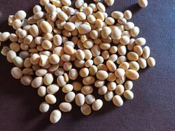 СЕМЕНА СОИ, СОЯ, СОЕВЫЕ БОБЫ