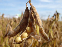 Soybeans. DAP Serhetabad