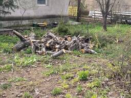 Спил, обрезка деревьев, веток