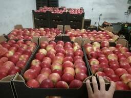 Sprzedamy Jabłka i Gruszki z Polski