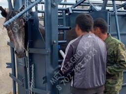 Станок для фиксации КРС и лошадей