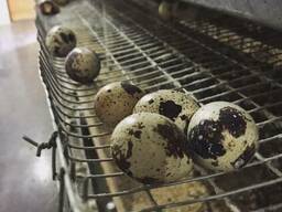 Столовые Перепелиные яйца, от фермерского хозяйства