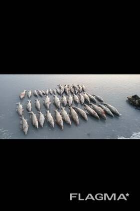 Судак свежо мороженный