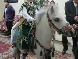 Сундет белая лошадка пони