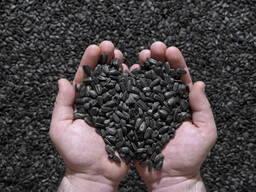 Sunflower seed