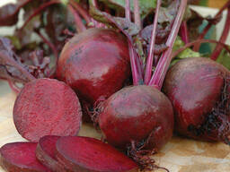 Свекла оптом