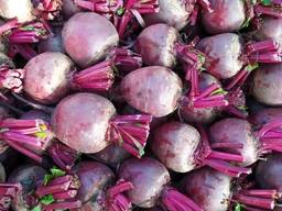 Свекла оптом