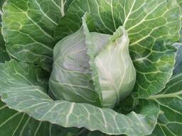 Свежая капуста, урожай 2024 года