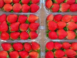 Свежая клубника