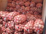 Свежая лук - фото 2