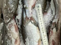 Свежая, мороженая, вяленая рыба