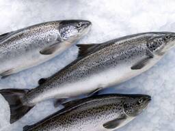 Свежемороженая рыба