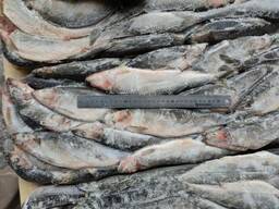 Свежемороженая РЫБА замороженное