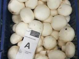 Свежие шампиньоны из Польши высокого качества!