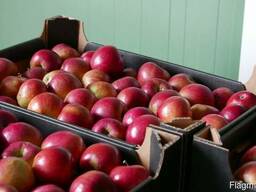 Свежие яблоки от производителя