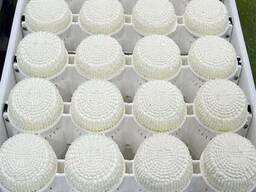 Сырные формы (блок-формы для само-прессования сыра)