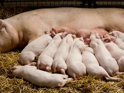 Сывороточного сухого продукта для поросят, ЗЦМ, МОЛОКО