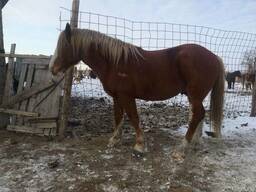 Табун лошадей