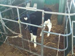 Телята и бычки Голштинской породы