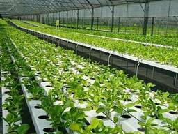 Тепличные комплексы "под ключ" последнего поколения