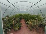 Теплица тунельная - фото 2