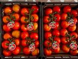Тепличные помидоры из Туркменистана Premium quality! - фото 2