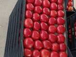 Тепличные помидоры из Туркменистана Premium quality! - фото 3