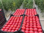 Тепличные помидоры из Туркменистана Premium quality! - фото 4