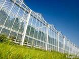 Теплицы, промышленные теплицы, проектирование, строительство - фото 2