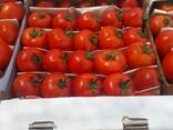 Томат 2019г. whatsapp - фото 1