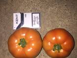 Томат - фото 1