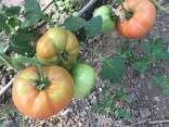 Томат - фото 2