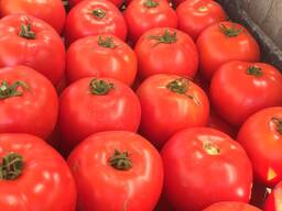 Томат