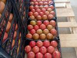 Томат - фото 2