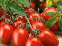 Томат F1 Консерватто