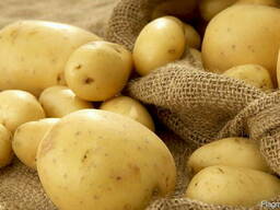 TOO "Chips Production" купит картофель чипсовых сортов