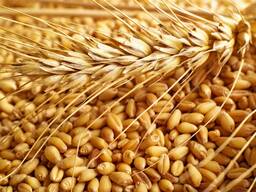 ТОО "Stella Di Mare KD"