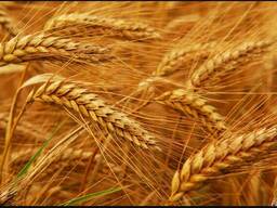 Предприятие реализует ячмень!