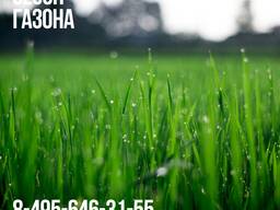 Травосмесь газонная Теневая