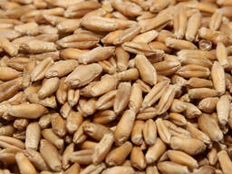 Тритикалий