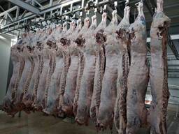 Тушевая говядина