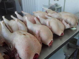 Тушка индейки 1 сорт.