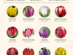 Тюльпаны оптом к 14 февраля, 8 марта