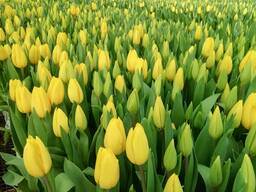 Тюльпаны оптом. К 8 марта 2024г. Голландские сорта.