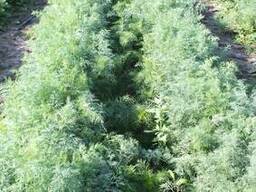 Укроп F1 Аллигатор