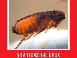 Уничтожение блох в Алматы