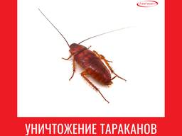 Уничтожение тараканов в Алматы