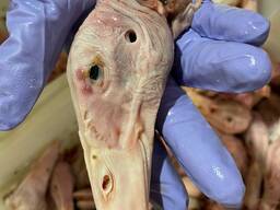 Утиные головы