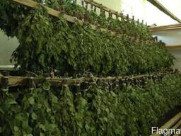 Веники березовые