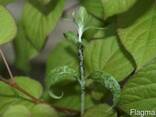 Весеннея обработка деревьев - фото 1